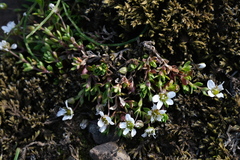 Arenaria norvegica (Arenaria norvegica)