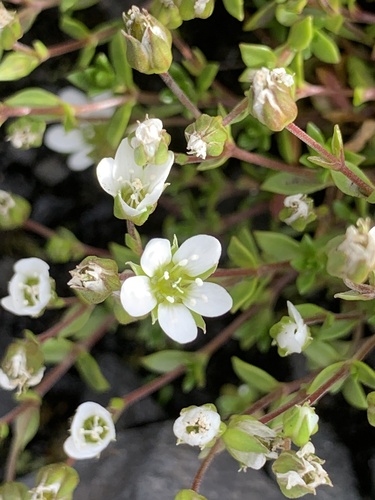 Arenaria norvegica (Arenaria norvegica)