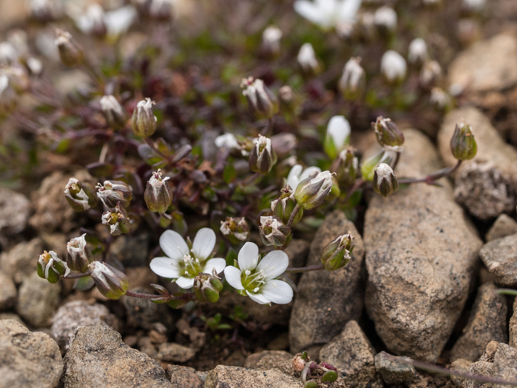 Arenaria norvegica (Arenaria norvegica)