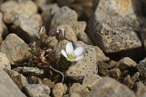 Arenaria norvegica: Arctic Sandwort (Arenaria norvegica), Keen of Hamar