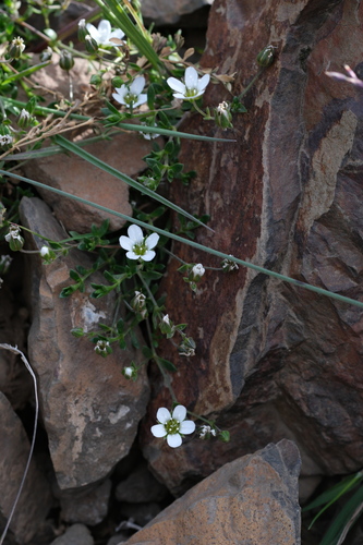 Arenaria norvegica (Arenaria norvegica)