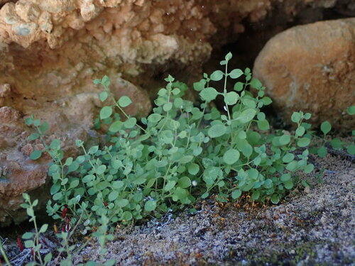 Arenaria orbicularis (Arenaria orbicularis)