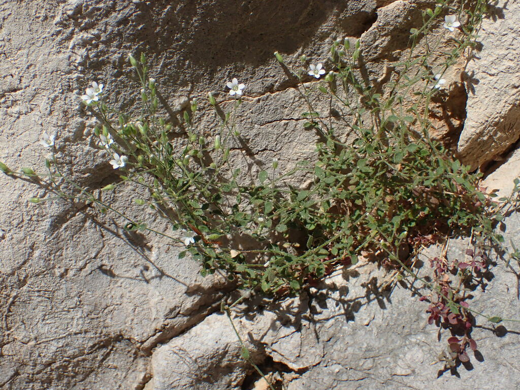 Arenaria orbicularis (Arenaria orbicularis)