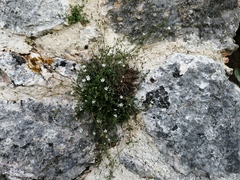 Arenaria orbicularis (Arenaria orbicularis)