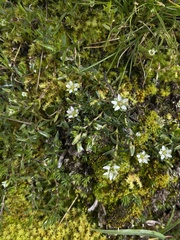 Arenaria orbignyana (Arenaria orbignyana)