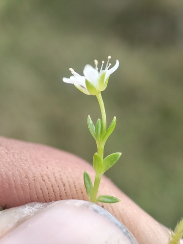 Arenaria orbignyana (Arenaria orbignyana)