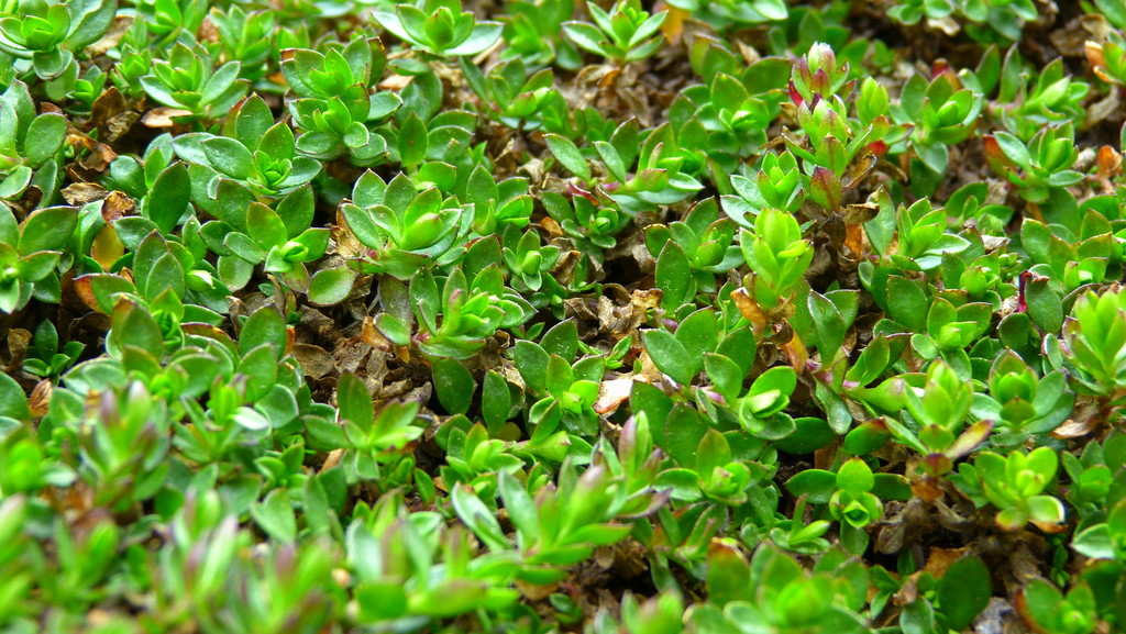 Arenaria oresbia (Arenaria oresbia)