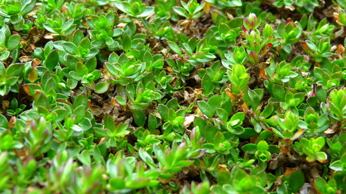 Arenaria oresbia (Arenaria oresbia)