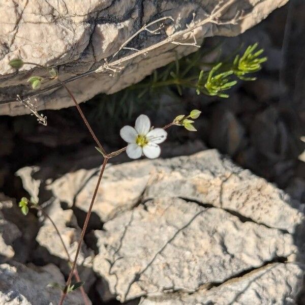 Arenaria provincialis (Arenaria provincialis)