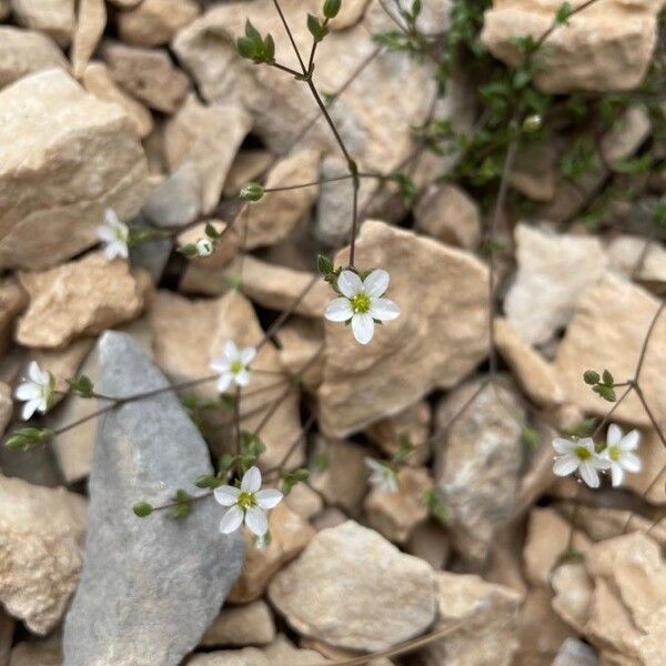 Arenaria provincialis (Arenaria provincialis)