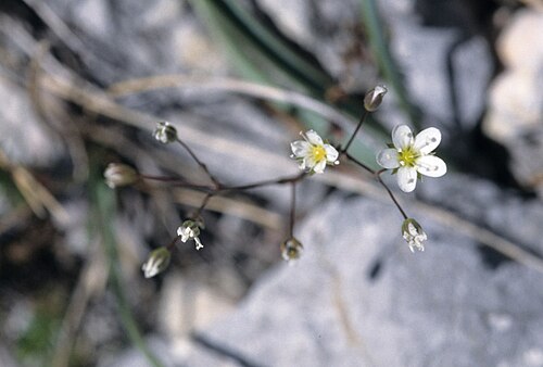 Arenaria provincialis: Arenaria provincialis (syn. Gouffeia arenarioides ). Sabline de Provence