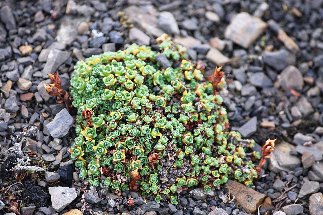 Tundra sandwort: Photo from Gruve 1-fjellet west of Longyearbyen, Svalbard.