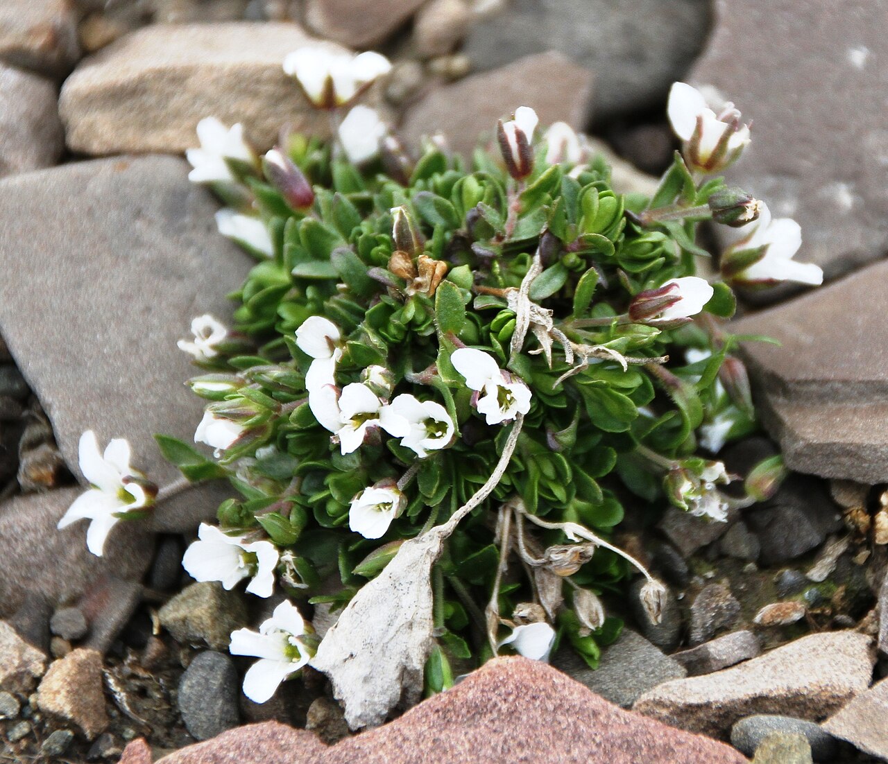 Tundra sandwort: Plants at the Hotellneset / Vestpynten plain south of Longyearbyen airport, Spitsbergen (Norway). Norwegian name = Kalkarve.