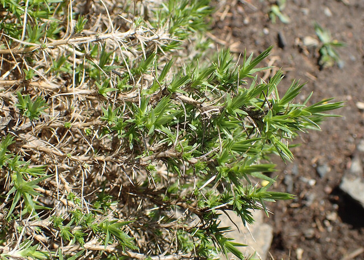 Arenaria pungens: Arenaria pungens in the Botanischer Garten, Berlin-Dahlem