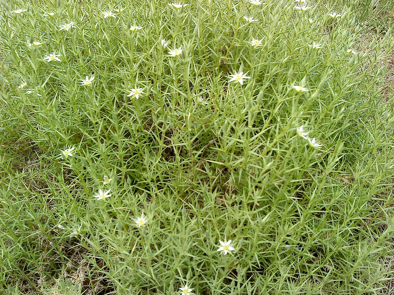 Arenaria pungens: Arenaria pungens