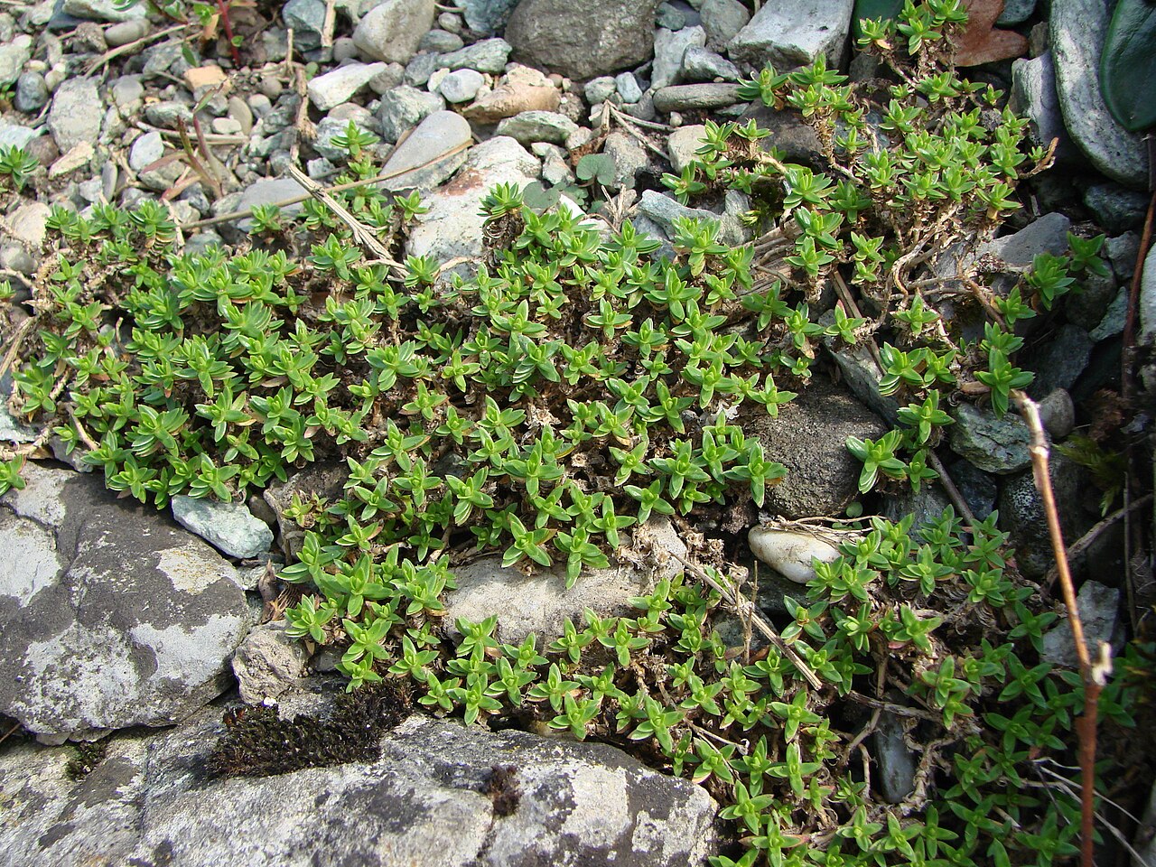 Arenaria purpurascens: Sabline pourprée (endémique des Pyrénées et des Monts Cantabriques). Lieu où a été prise de la photo : Jardin botanique de Lausanne Références identification ph