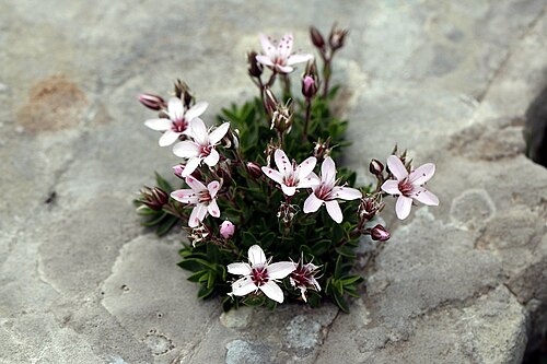 Arenaria purpurascens: Arenaria purpurascens , La Pierre Saint-Martin, France