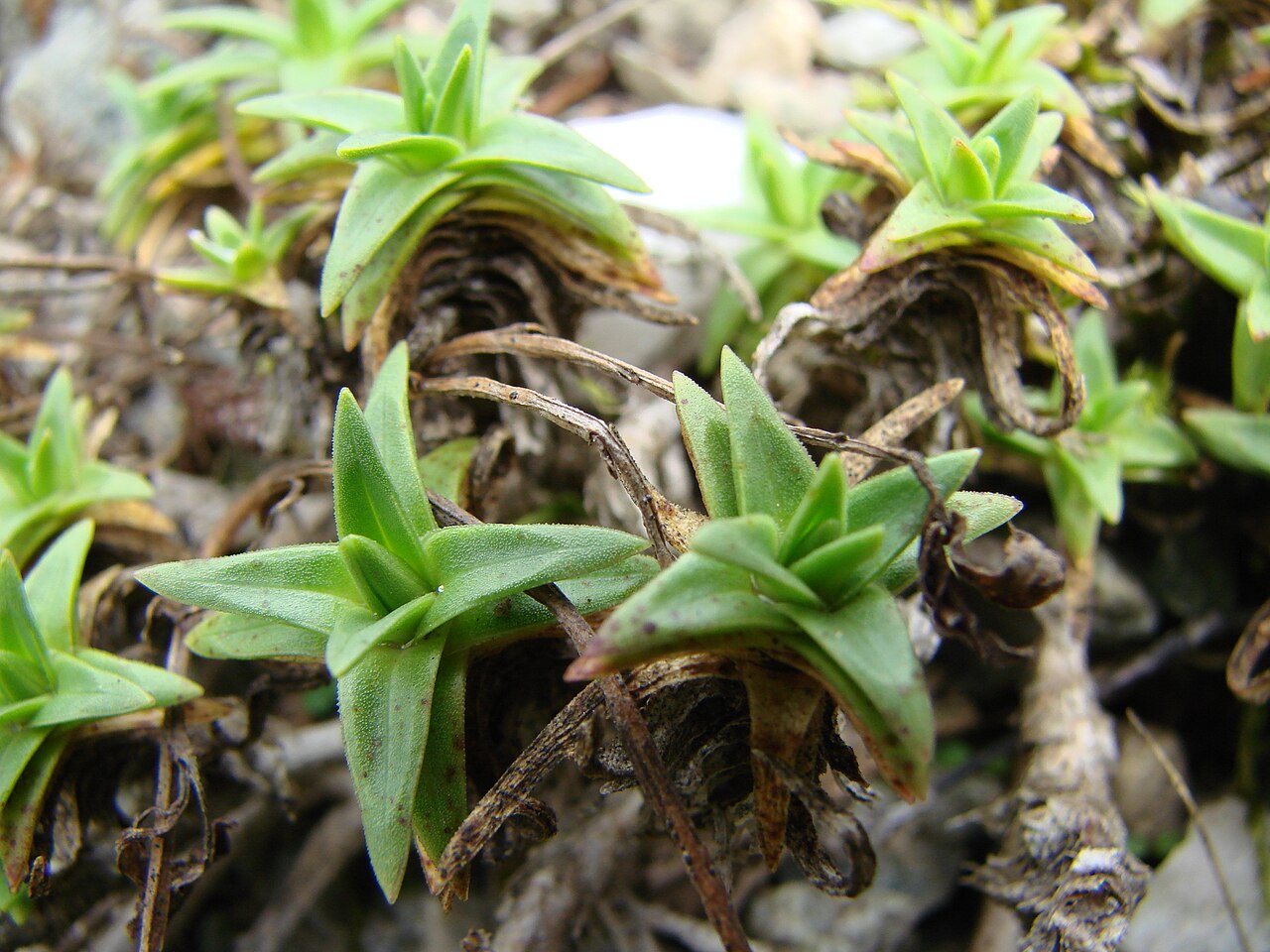 Arenaria purpurascens: Sabline pourprée (endémique des Pyrénées et des Monts Cantabriques). Lieu où a été prise de la photo : Jardin botanique de Lausanne Références identification ph
