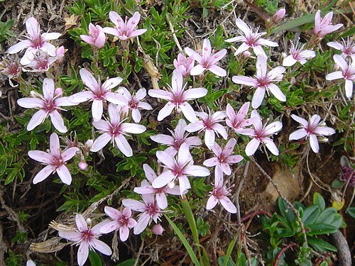 Arenaria purpurascens: Arenaria purpurascens