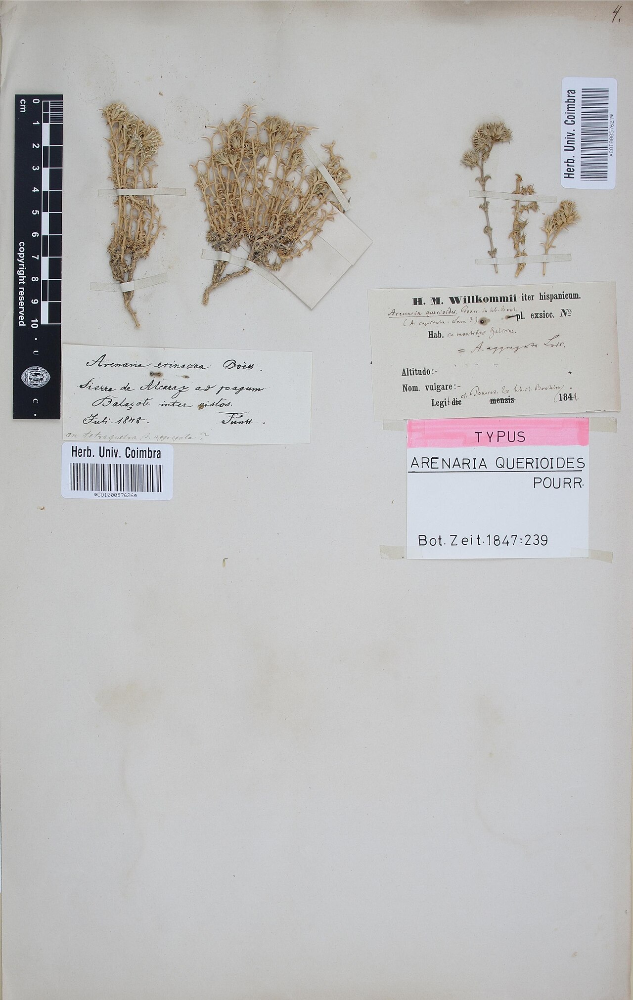 Arenaria querioides: Photograph of Type of Arenaria querioides at Herbarium of the University of Coimbra, Portugal (COI). Specimen COI00057627. http://coicatalogue.uc.pt/specimen/CO
