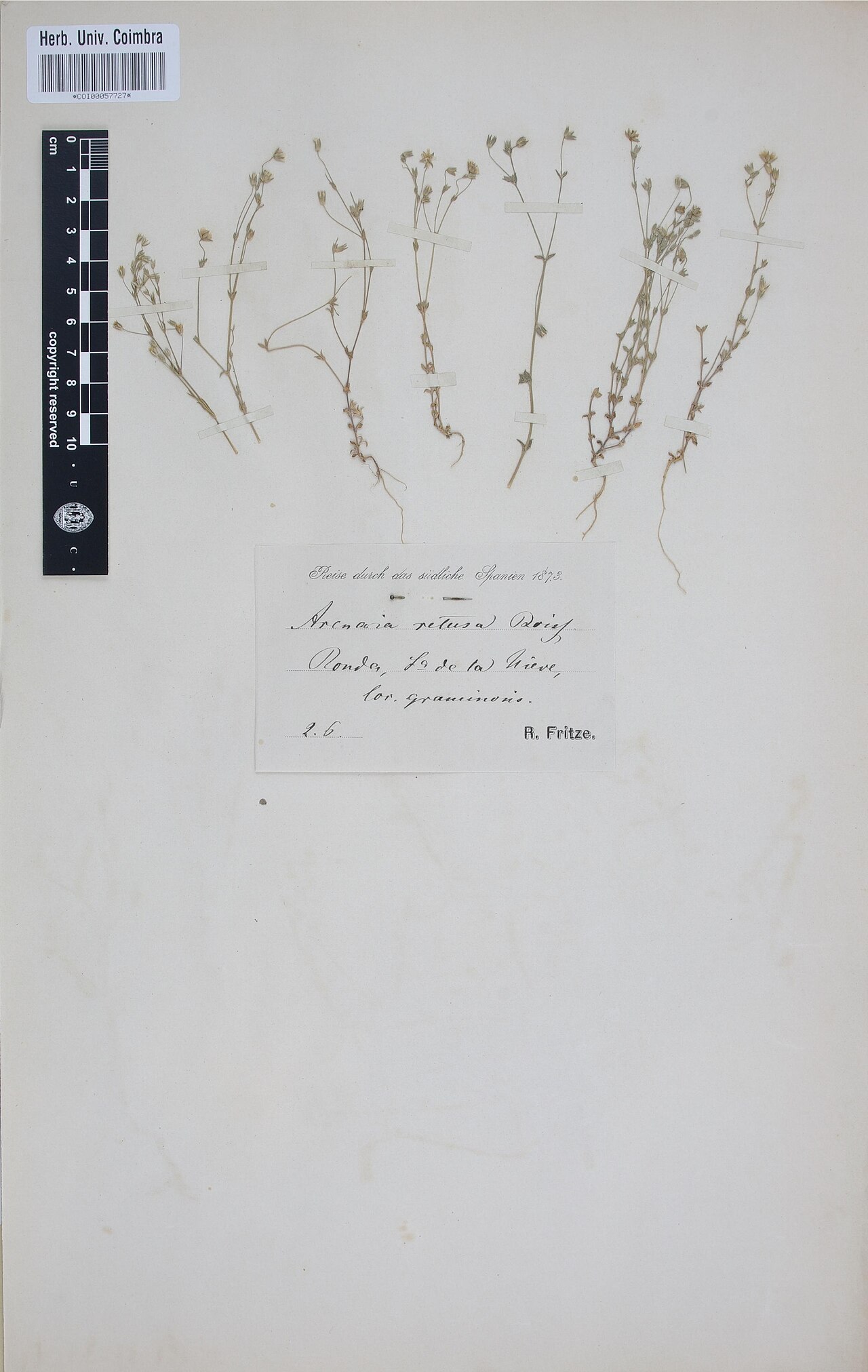 Arenaria retusa: Photograph of Type of Arenaria retusa at Herbarium of the University of Coimbra, Portugal (COI). Specimen COI00057727. http://coicatalogue.uc.pt/specimen/COI000