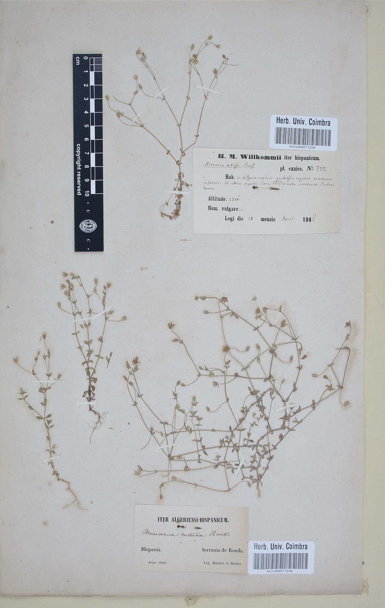 Arenaria retusa: Photograph of Type of Arenaria retusa at Herbarium of the University of Coimbra, Portugal (COI). Specimen COI00057728. http://coicatalogue.uc.pt/specimen/COI000