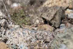Arenaria rhodia (Arenaria rhodia)