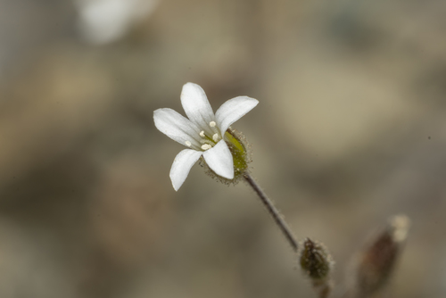Arenaria rhodia (Arenaria rhodia)
