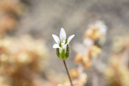 Arenaria rhodia (Arenaria rhodia)