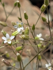 Arenaria rhodia (Arenaria rhodia)