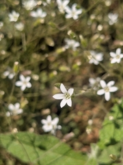 Arenaria rhodia (Arenaria rhodia)