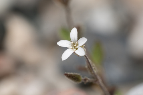 Arenaria rhodia (Arenaria rhodia)
