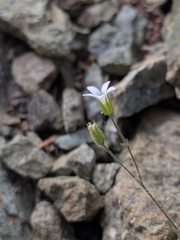 Arenaria rhodia (Arenaria rhodia)