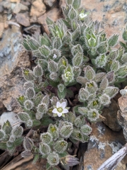 Arenaria saponarioides (Arenaria saponarioides)