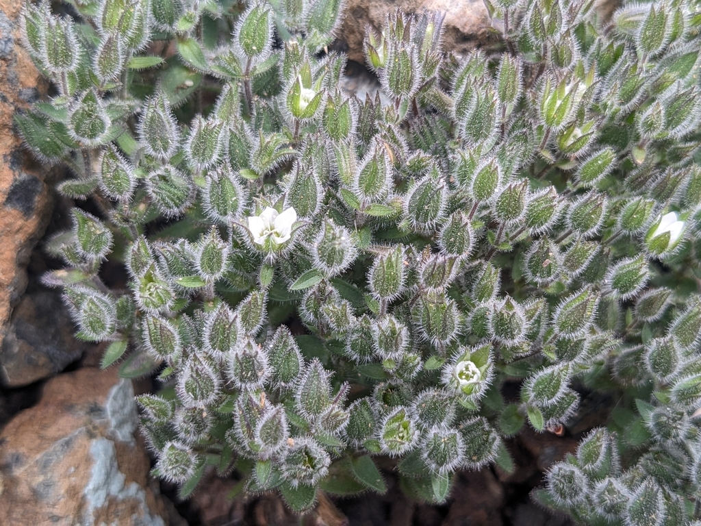 Arenaria saponarioides (Arenaria saponarioides)