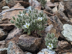 Arenaria saponarioides (Arenaria saponarioides)