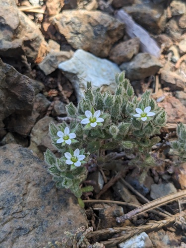 Arenaria saponarioides (Arenaria saponarioides)