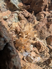 Arenaria saponarioides (Arenaria saponarioides)