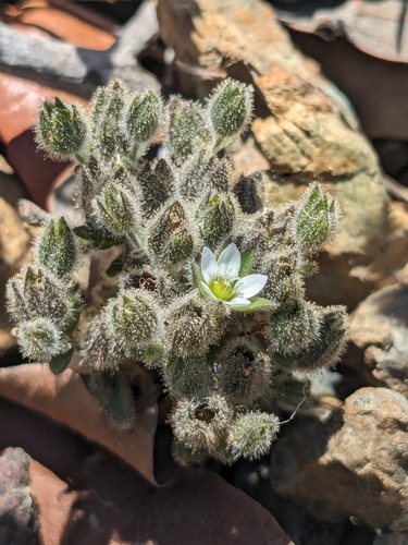 Arenaria saponarioides (Arenaria saponarioides)
