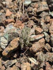 Arenaria saponarioides (Arenaria saponarioides)