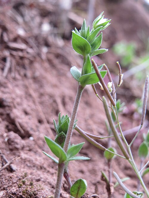 Thyme-leaved sandwort: Quendel-Sandkraut ( Arenaria serpyllifolia ) an einer ehem. Weinbergsmauer an einer alten Römerstraße im Simbachtal, einst Jakobsweg