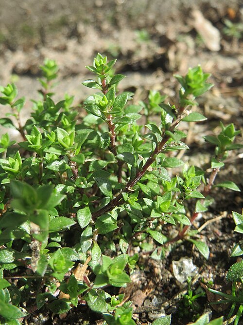 Thyme-leaved sandwort: Quendel-Sandkraut ( Arenaria serpyllifolia ) in Hockenheim - noch ohne Blüte