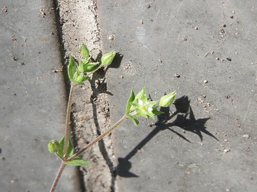 Thyme-leaved sandwort: Quendel-Sandkraut ( Arenaria serpyllifolia ) in Saarbrücken
