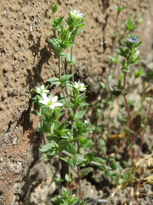 Thyme-leaved sandwort: Ritzenbotanik: Quendel-Sandkraut (Arenaria serpyllifolia) in Hockenheim