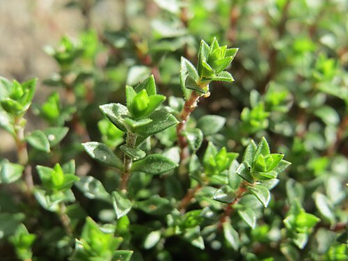 Thyme-leaved sandwort: Quendel-Sandkraut ( Arenaria serpyllifolia ) in Hockenheim - noch ohne Blüte