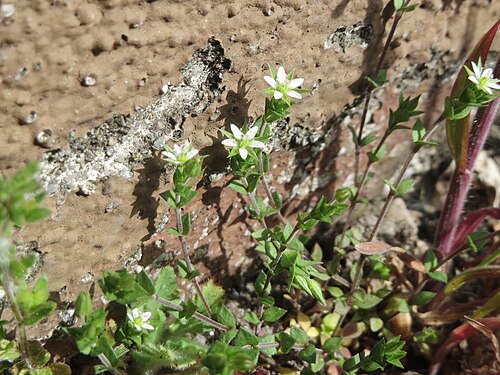 Thyme-leaved sandwort: Ritzenbotanik: Quendel-Sandkraut (Arenaria serpyllifolia) in Hockenheim
