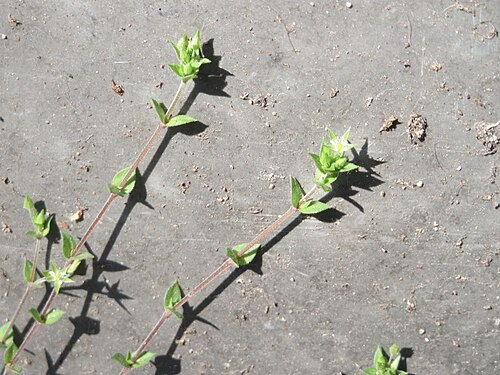 Thyme-leaved sandwort: Quendel-Sandkraut ( Arenaria serpyllifolia ) in Saarbrücken