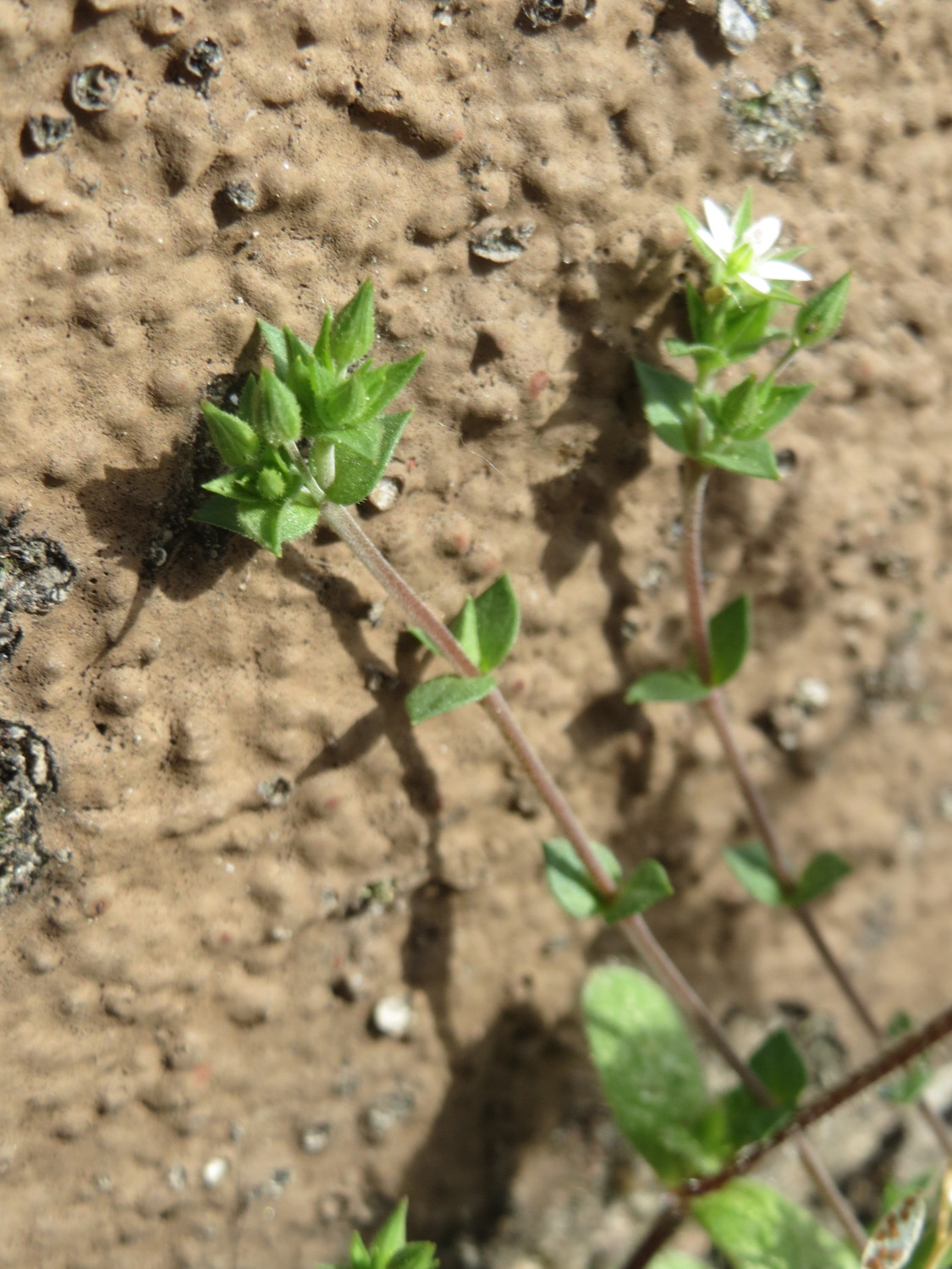 Thyme-leaved sandwort: Quendel-Sandkraut ( Arenaria serpyllifolia ) in Hockenheim