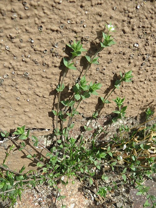 Thyme-leaved sandwort: Quendel-Sandkraut ( Arenaria serpyllifolia ) in Hockenheim
