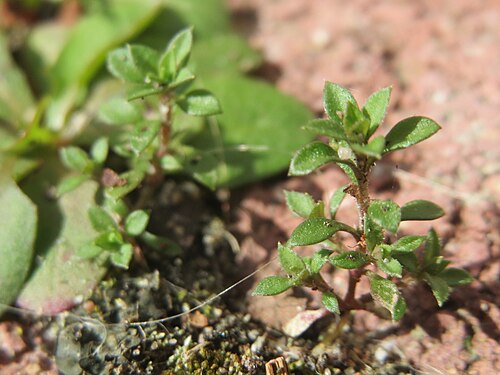 Thyme-leaved sandwort: Ritzen-Botanik: Quendel-Sandkraut ( Arenaria serpyllifolia ) in Hockenheim - noch ohne Blüte
